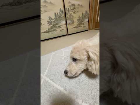 shorts タローちゃん　ただいま〜　トイプードル　2026年2月2日 サムネイル