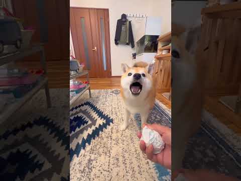 コロコロの使い方🐶柴犬 shibainu shorts サムネイル