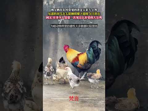 網友曬出農村常見的黃金五彩大公雞 尾部的羽毛在太陽剛照耀下超級奪目漂亮 雞 神奇 動物 chicken amazing…