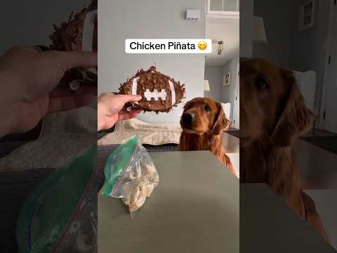 Every dog deserves a chicken piñata 😊