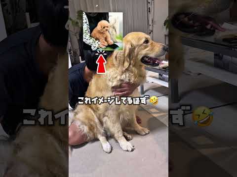 ずっと小型犬だと勘違いしてる大型犬 ゴールデンレトリバー 大型犬のいる生活 goldenretreiver 大型犬と子供