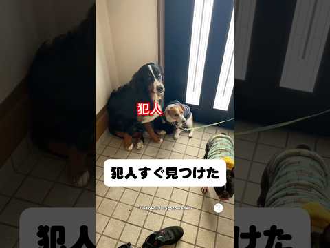 犯人確保‼️お兄ちゃんに罪をなすりつける犬😂　バーニーズマウンテンドッグ 大型犬　犬　面白い　犬のいる暮らし サムネイル