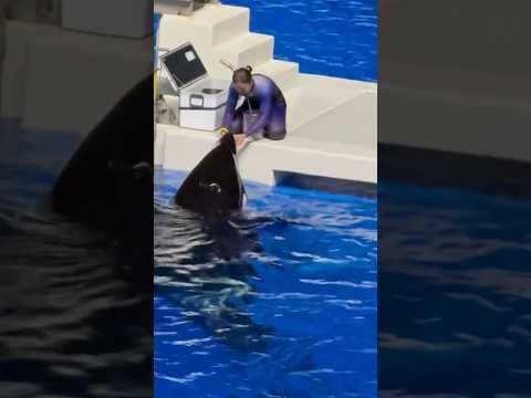 shorts チルタイム　オルカパフォーマンス終了後　須磨シーワールドにて サムネイル