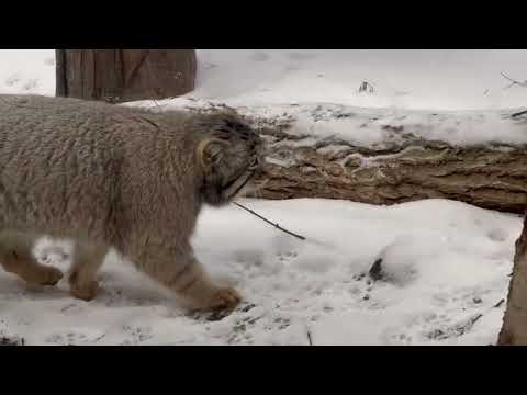 雪とナゴムくん　マヌルネコ　那須どうぶつ王国　2026年1月9日 サムネイル