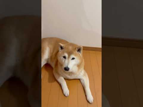 柴犬福 構って欲しくて吠えたら姉が来てしまった時の柴犬🤣Sister and Shiba🤣姉と柴 shorts fun… サムネイル
