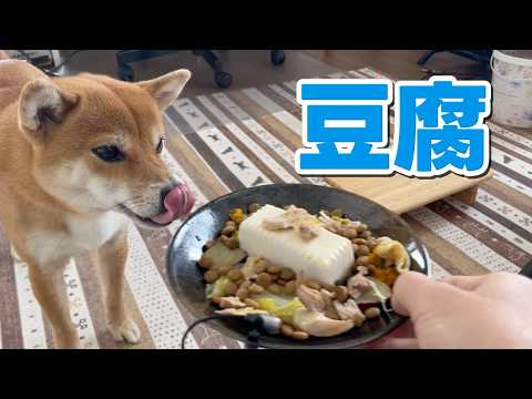 お初ですが好きかな？？豆腐転がっとったよってに食べてみる？柴犬小夏　ASMR サムネイル
