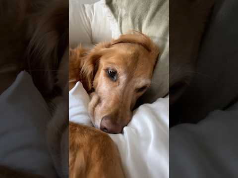 coming home to my golden retriever ♥️ goldendog dog puppy g… サムネイル