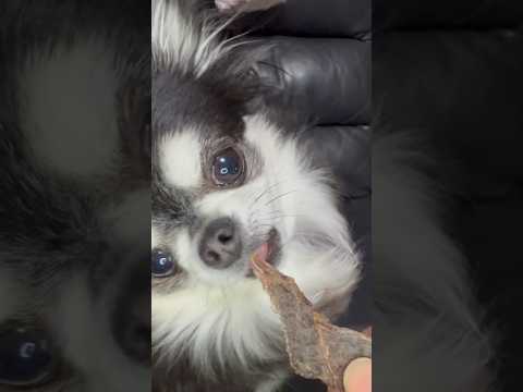 馬肉ジャーキーを食べるチワワのいちご サムネイル