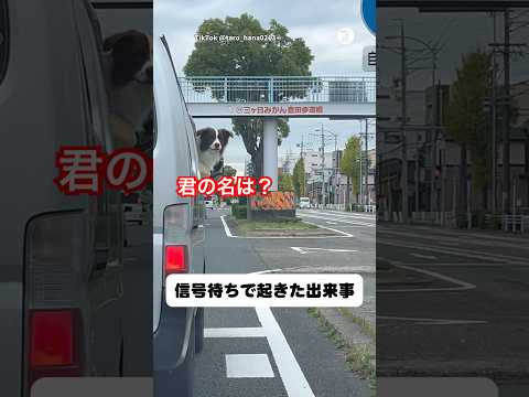信号待ちで起きた出来事…見つめ合う2匹の犬　　犬　いぬ　ゴールデンレトリバー 面白い　かわいい犬 サムネイル