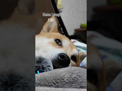 柴犬ASMR 柴犬 shibainu asmr サムネイル