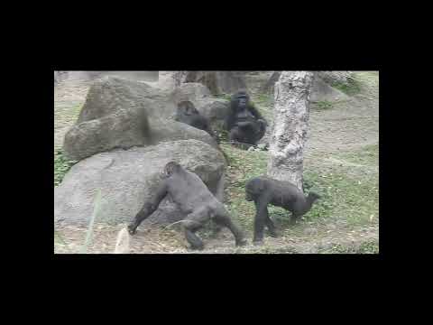 gorilla D'jeeco 27y3m old dad & son Jabali 5y3m old. Ringo… サムネイル