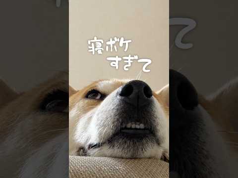 こねてたいら柴犬パスタ サムネイル