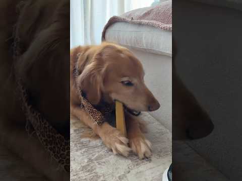 coming home to my golden retriever🥵goldenretreivers dog pup… サムネイル