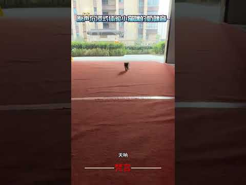 原聲沉浸式體驗小貓咪的奶咪音 貓 貓咪 可愛 萌寵 治愈 cat cute cure pets shorts サムネイル