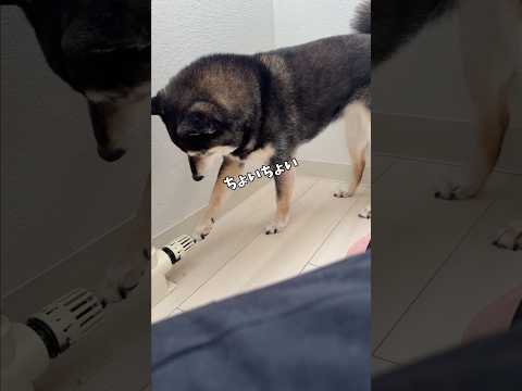 黒柴🐕が自力でヒーターをつけようとする様子 サムネイル
