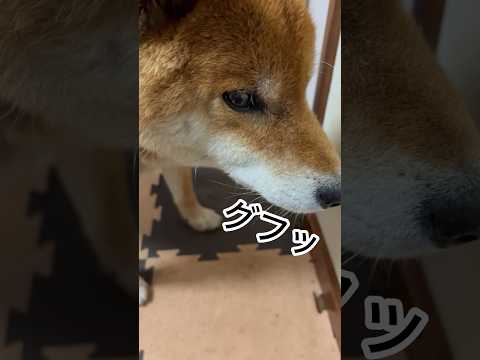 ’26.3.4 力丸の、穏やかな夕方… 柴犬 shibainu 柴犬のいる暮らし 柴犬の日常 車中泊犬 カメラ目線 力丸 サムネイル