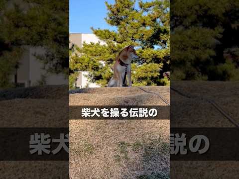 衝撃スクープ！あの柴犬使いをついに！？　柴犬　柴犬とん サムネイル