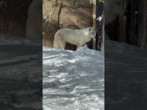 shorts ホッキョクオオカミのサンナちゃん　那須どうぶつ王国　2026年1月12日 サムネイル