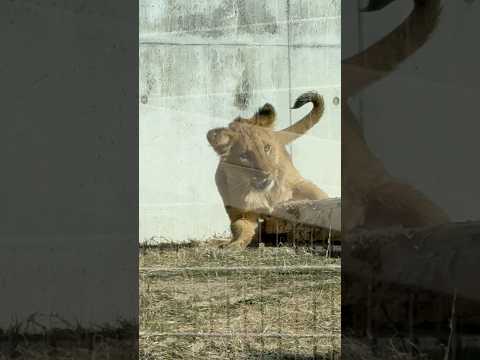 shorts 丸太と格闘はデンくん❓　仔ライオン　のんほいパーク　2026年1月23日 サムネイル