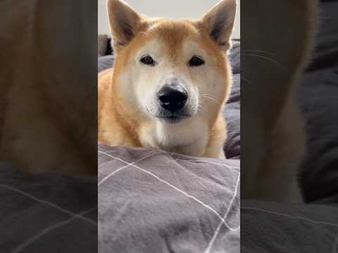 柴犬福 姉に絡まれる朝寝坊柴犬🤣Sister and Shiba🤣姉と柴 shorts funny 柴犬 shibai… サムネイル
