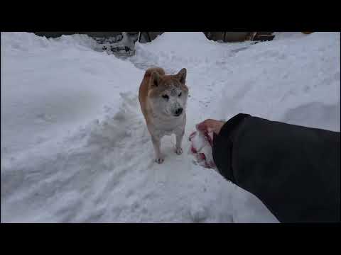 もっとちゃんと握って投げろと雪玉ガチ勢のモモさん サムネイル