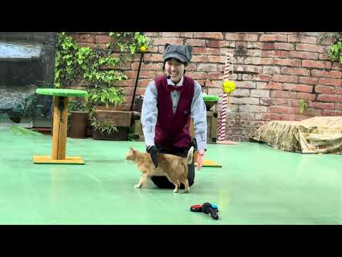 ミヤコちゃん教えて？なかなか見れない猫によるショー ザ・キャッツ　那須どうぶつ王国にて　2026年1月30日 サムネイル