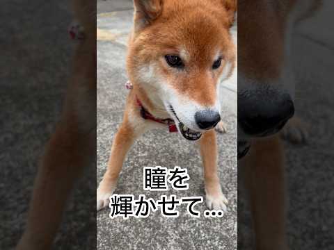 ’26.2.19 力丸は、お利口さんな元気犬！ 柴犬 shibainu 柴犬のいる暮らし 柴犬の日常 食べる犬 遊ぶ犬… サムネイル