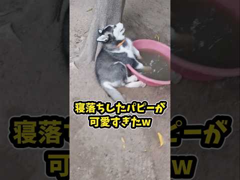 仕事で疲れた皆に贈る笑いと癒しのハスキー5選ww　#ハスキー #笑える #癒し #大型犬のいる生活 #大型犬のいる暮ら… サムネイル