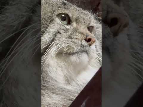 shorts キリっと❣️クリョンくん　マヌルネコ　上野動物園　2026年2月6日 サムネイル