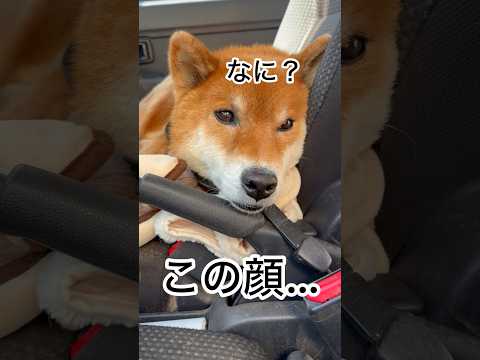 ’26.2.15 力丸のふて腐れ顔… 柴犬 shibainu 柴犬のいる暮らし 柴犬の日常 つなぐ 車中泊犬 力丸 サムネイル