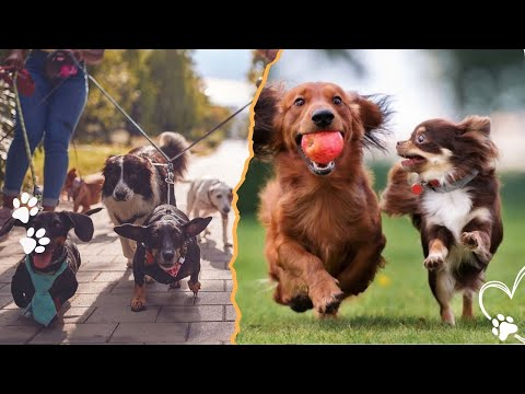 Why Early Socialization Can Make or Break Your Dog サムネイル