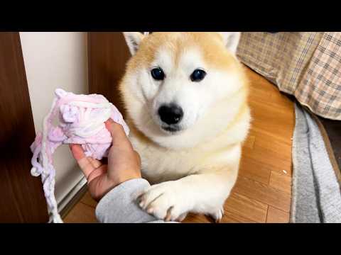 叱られてる最中のくせに「まぁまぁ」感を出すことで乗り切ろうとする柴犬 サムネイル