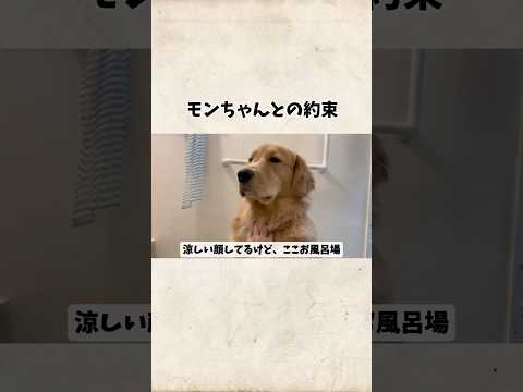 モンちゃんとの約束goldenretriever ゴールデンレトリバー サムネイル