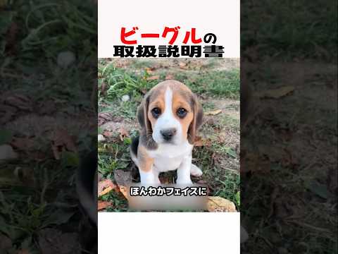 ビーグルの取扱説明書　ビーグル 犬のいる生活 犬のいる暮らし 犬好きさんと繋がりたい 元気お届け サムネイル