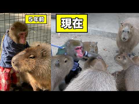 親友だったカピバラが家族をつくって大所帯に！久々に会ったお猿さんの反応が素敵でした サムネイル