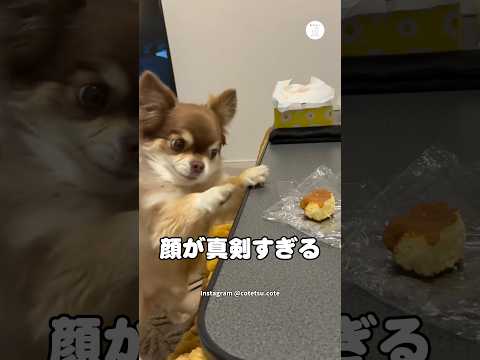真剣に『犬用もみじまんじゅう』を狙うチワワ　　チワワ　ロングコートチワワ かわいい犬 かわいい 犬 サムネイル