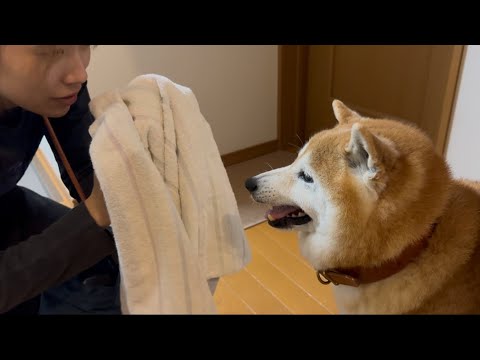 柴犬福 姉より先に飽きてそうな柴犬🤣Sister and Shiba Inu🤣 サムネイル