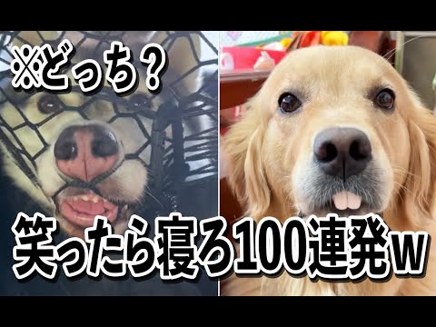 【変顔が酷すぎるｗ】ツッコミどころ満載なおもしろ犬動画100連発ｗｗ【笑ったら寝ろｗｗｗ】 サムネイル