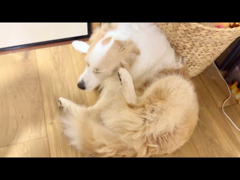 留守中に愛犬が様子がおかしくなり『歩けない!!』とパパからのSOSラインが届いて...【ボーダーコリー・ゴールデンレト… サムネイル