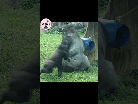 Gorilla play with Dad🤣🤣🤣 gorillatag taipeizoo 金剛猩猩 台北市立動物園… サムネイル