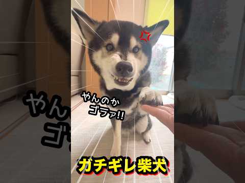 ガチギレ柴犬 サムネイル