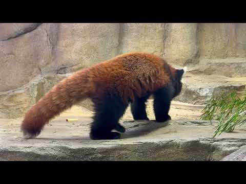 大福くん出勤！レッサーパンダ　那須どうぶつ王国にて　2026年3月1日 サムネイル