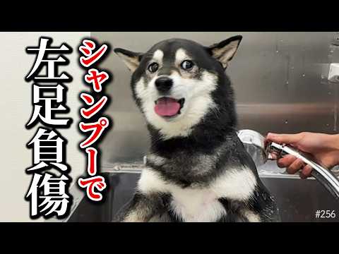 シャンプー行ったら左足を負傷して帰って来た柴犬 サムネイル