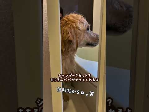 大型犬を飼っていいのはお金持ちだけ？ ゴールデンレトリバー 大型犬のいる生活 goldenretreiver 大型犬と… サムネイル