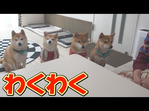 大好きな電動マッサージ器をテーブルに置くと、静かに整列し、最後までマナーを守る柴犬達が可愛い。 サムネイル