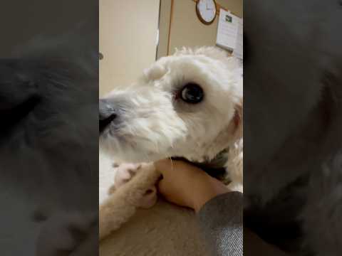 shorts 今日のタローちゃん　トイプードル　2026年2月17日 サムネイル