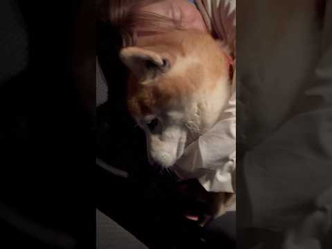 柴犬福 姉に暖をとるために絡まれちゃう柴犬🤣Sister and Shiba🤣姉と柴 shorts 柴犬 funny…