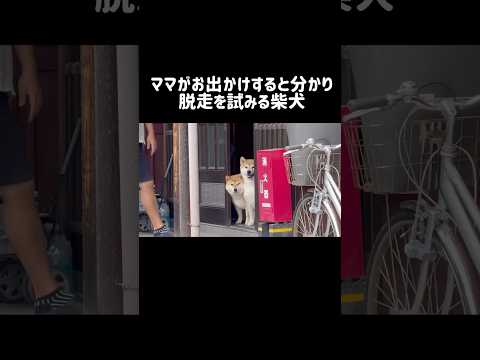ママがお出かけすると分かり脱走を試みる柴犬 shibainu 柴犬 shorts サムネイル