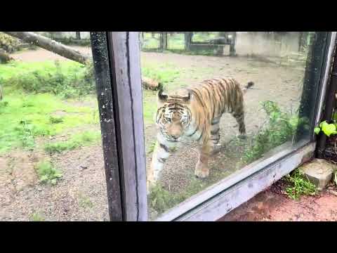 アムールトラ🐯のカサンドラさん　大森山動物園　IMG 8952 サムネイル