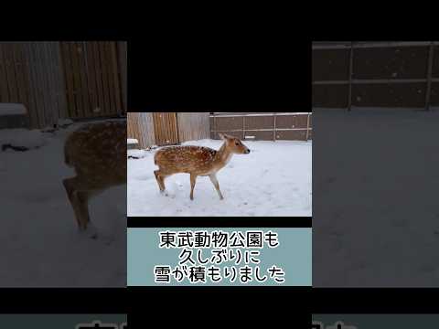 久しぶりに雪が積もりました❄️ 東武動物公園 動物 癒し かわいい animals 可愛い 動物園 zoo 雪 アクシ… サムネイル